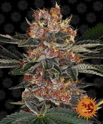 Purple Punch Auto-3 Samen - Seeds24