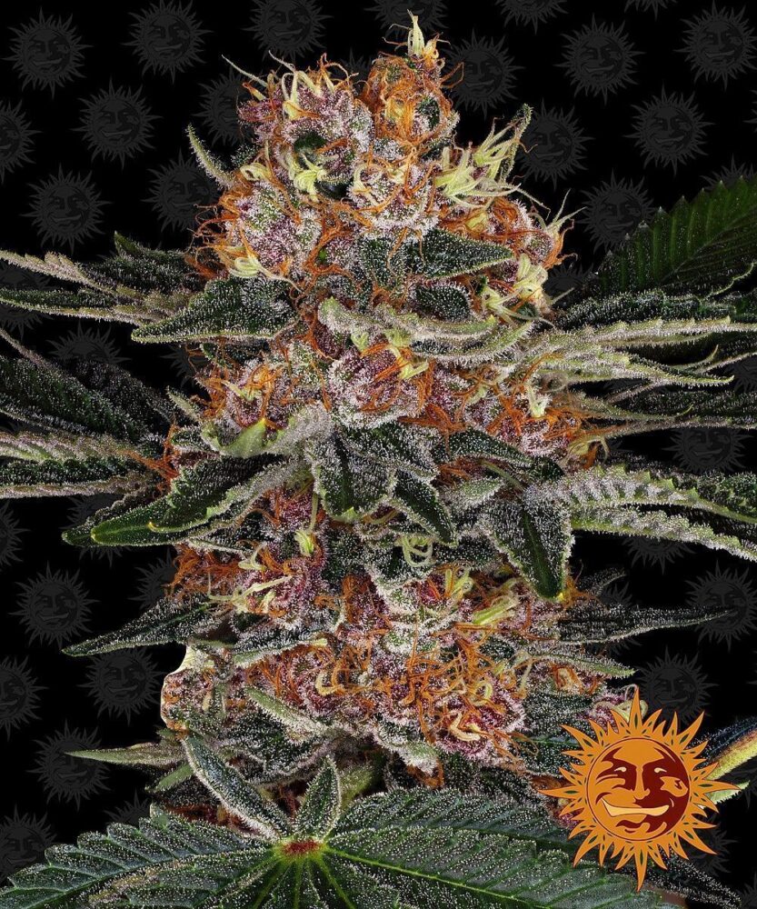 Purple Punch Auto-3 Samen - Seeds24