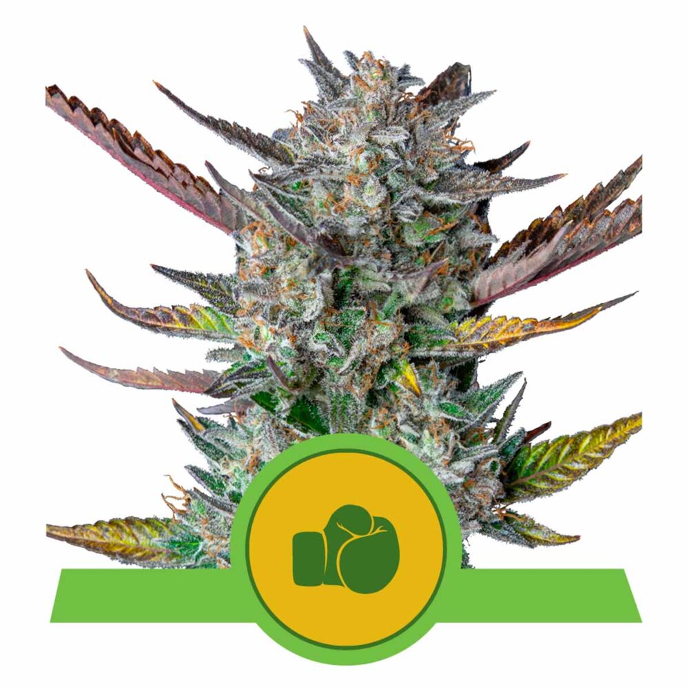 Purple Punch Automatic-3 Samen - Seeds24