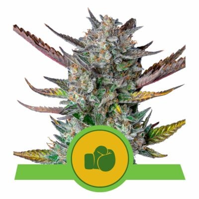 Purple Punch Automatic-3 Samen - Seeds24