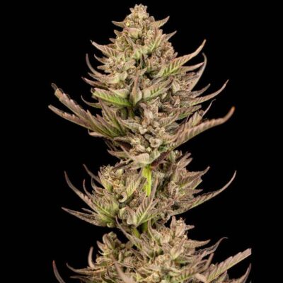 Purple Punch F1 Fast Feminisiert-3 Samen - Seeds24