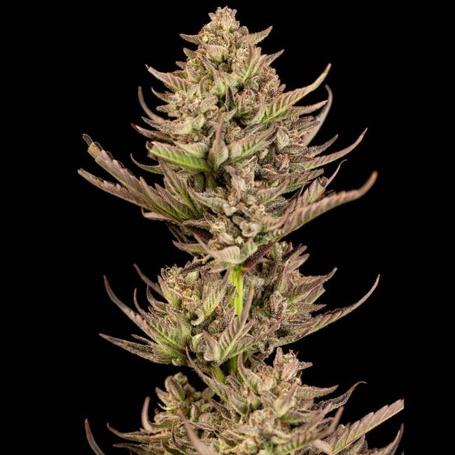 Purple Punch F1 Fast Feminisiert-3 Samen - Seeds24