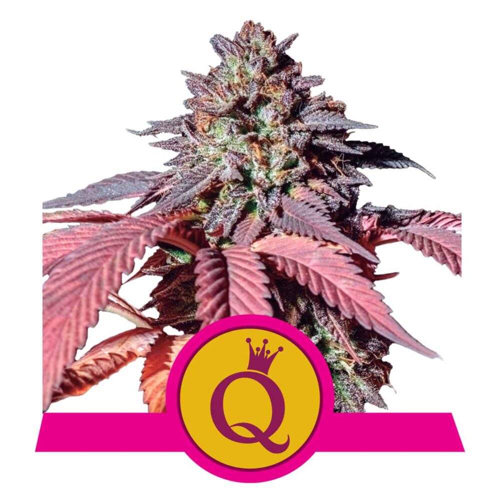 Purple Queen Feminisiert-3 Samen - Seeds24
