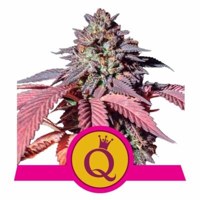 Purple Queen Feminisiert-3 Samen - Seeds24