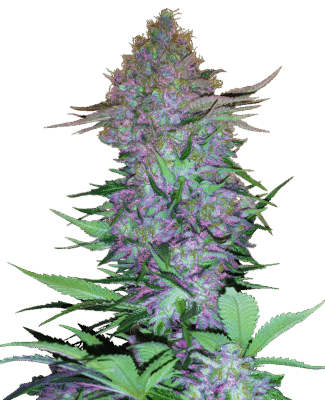 Purple Skunk Automatic-3 Samen - Seeds24