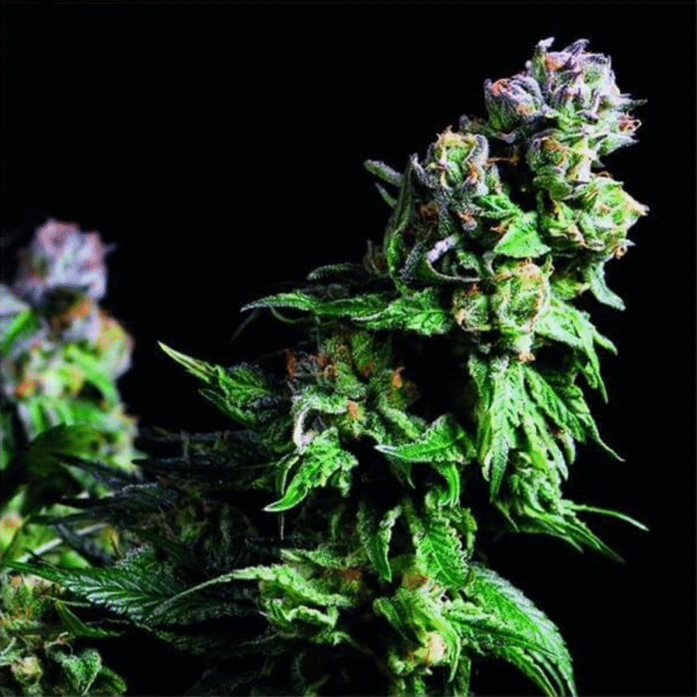 Purple Urkle Feminisiert-3 Samen - Seeds24