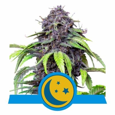 Purplematic CBD Automatic-3 Samen - Seeds24