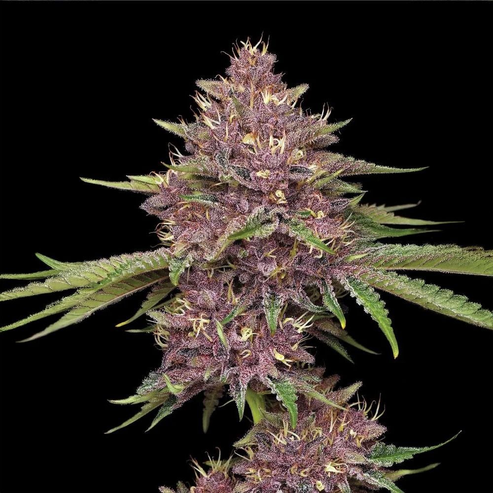Purpz Feminisiert-3 Samen - Seeds24