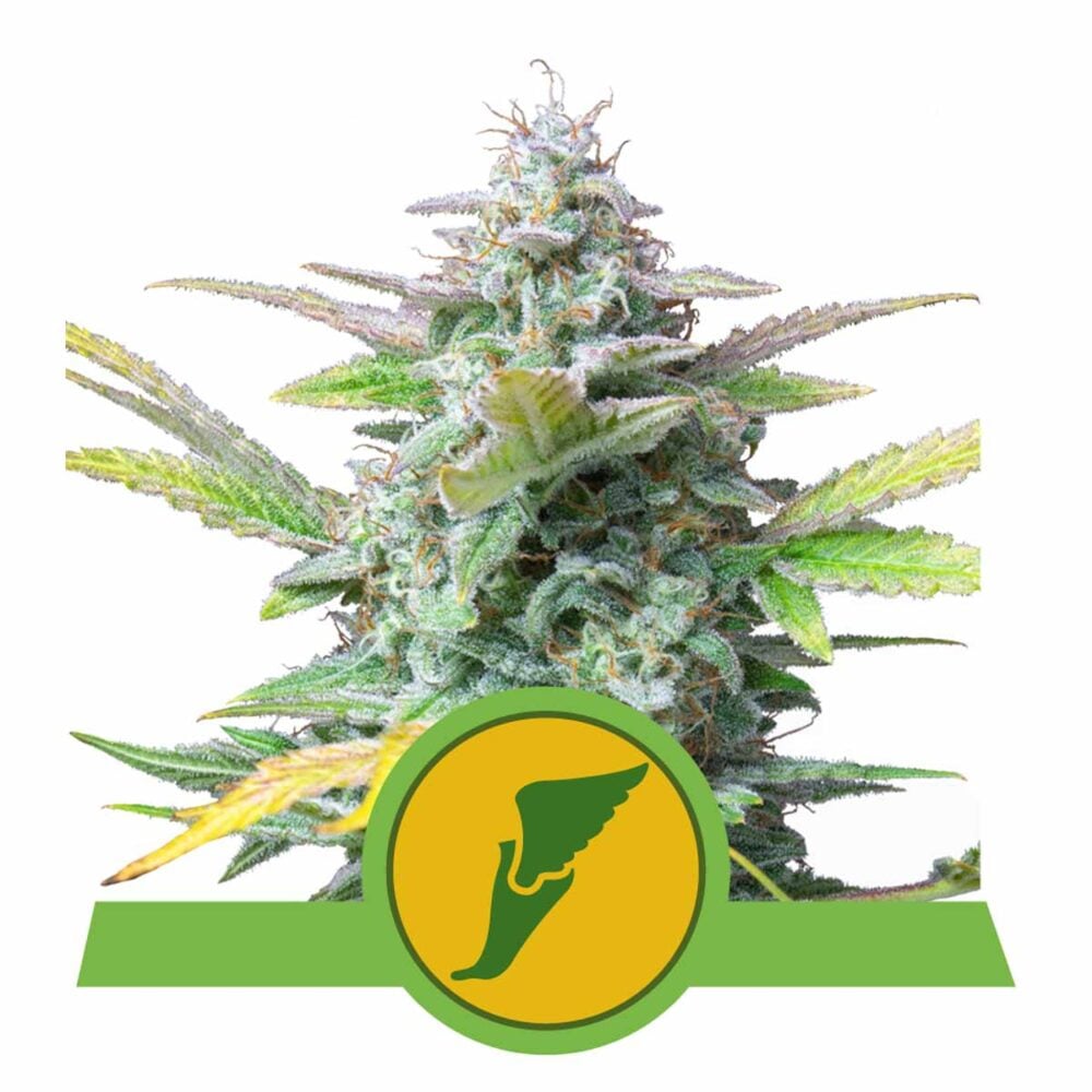Quick One Automatic-3 Samen - Seeds24