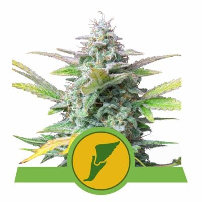 Quick One Automatic-3 Samen - Seeds24