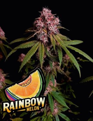 Rainbow Melon Feminisiert-3 Samen - Seeds24