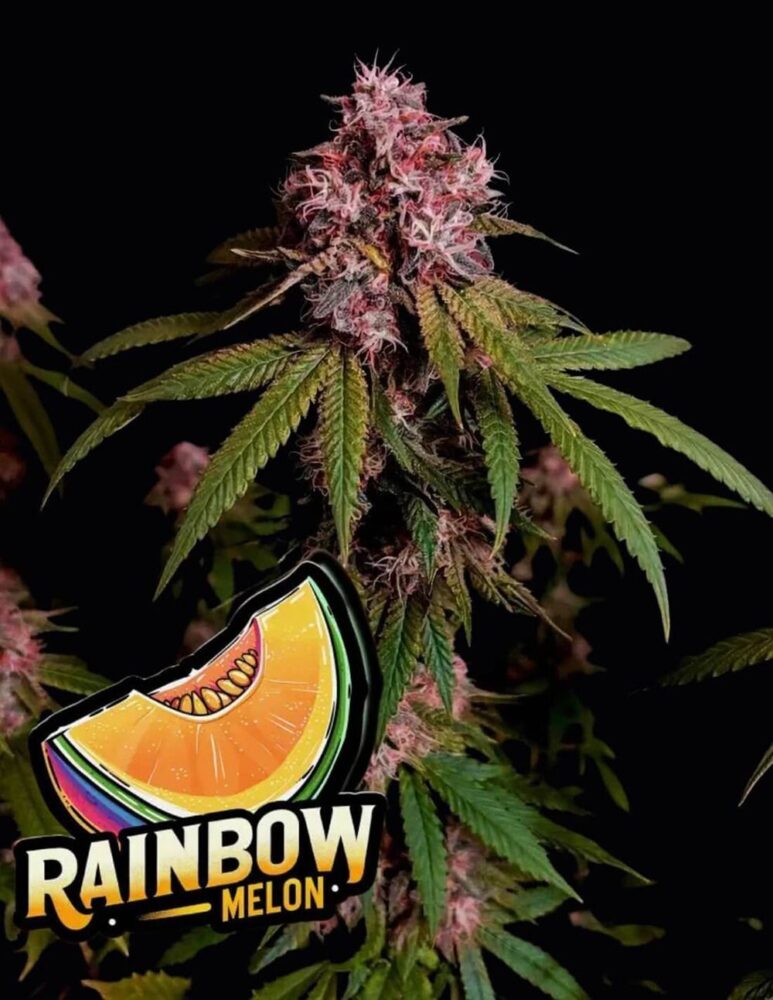 Rainbow Melon Feminisiert-3 Samen - Seeds24