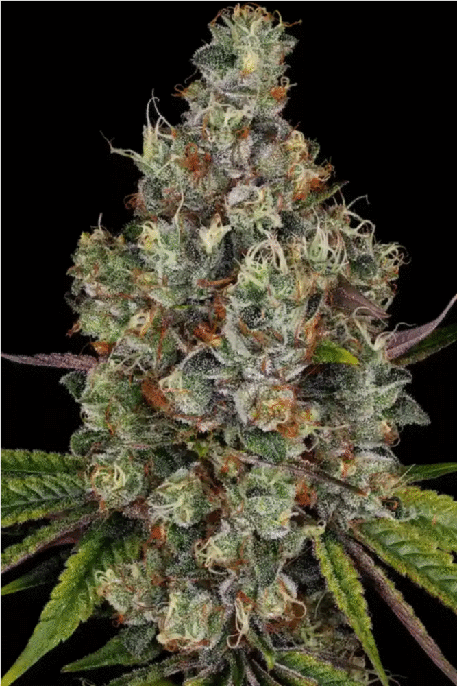 Rainbow Road Feminisiert-3 Samen - Seeds24