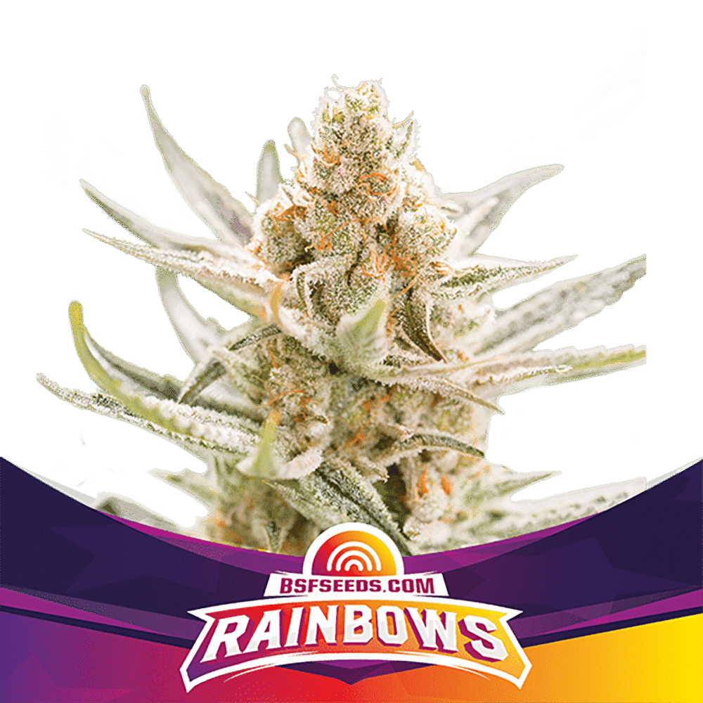 Rainbows Feminisiert-4 Samen - Seeds24