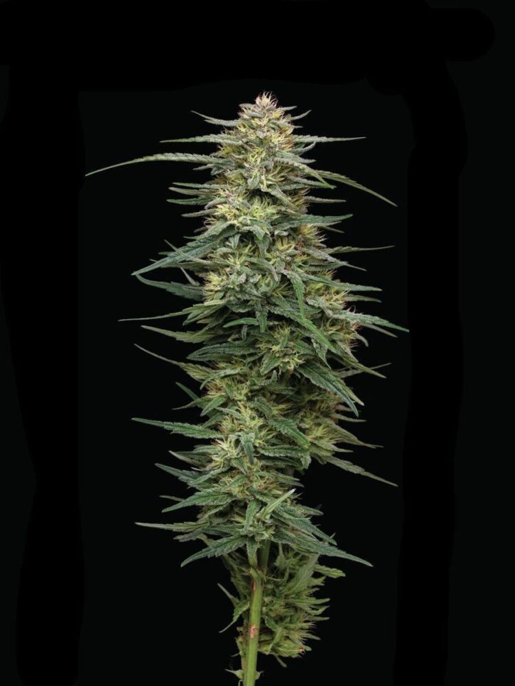 Raspberry Parfait Feminisiert-3 Samen - Seeds24