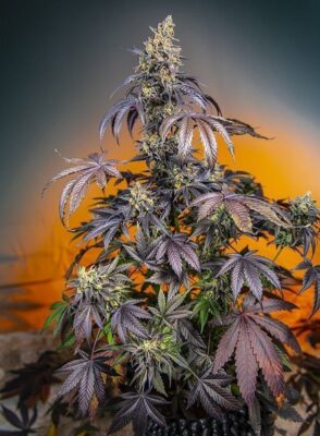 Red Gorilla Girl XL Auto-3 Samen - Seeds24