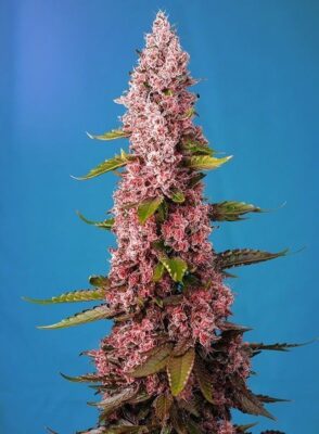 Red Hot Cookies Feminisiert-3 Samen - Seeds24