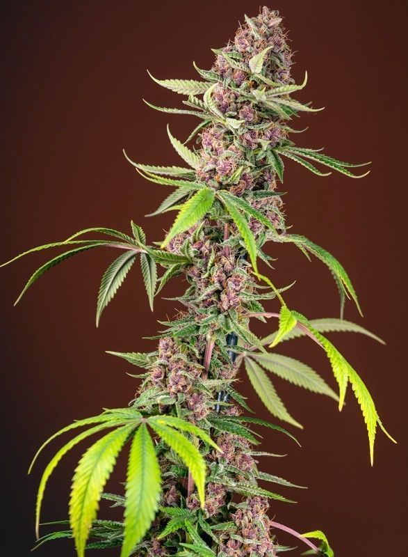 Red Mandarine F1 Fast Version Feminisiert-3 Samen - Seeds24