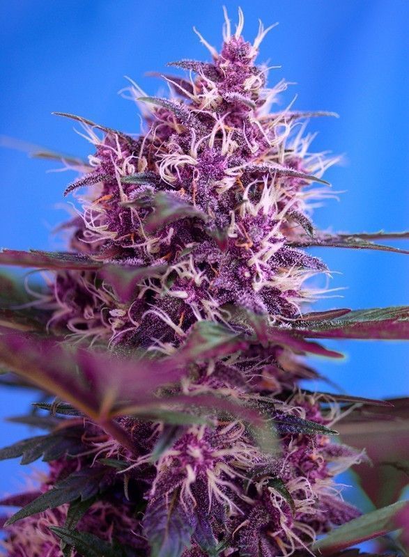 Red Poison Auto-3 Samen - Seeds24