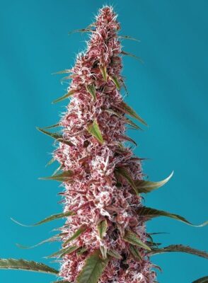 Red Pure CBD Auto-3 Samen - Seeds24