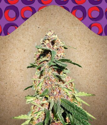 Red Purps Feminisiert-4 Samen - Seeds24