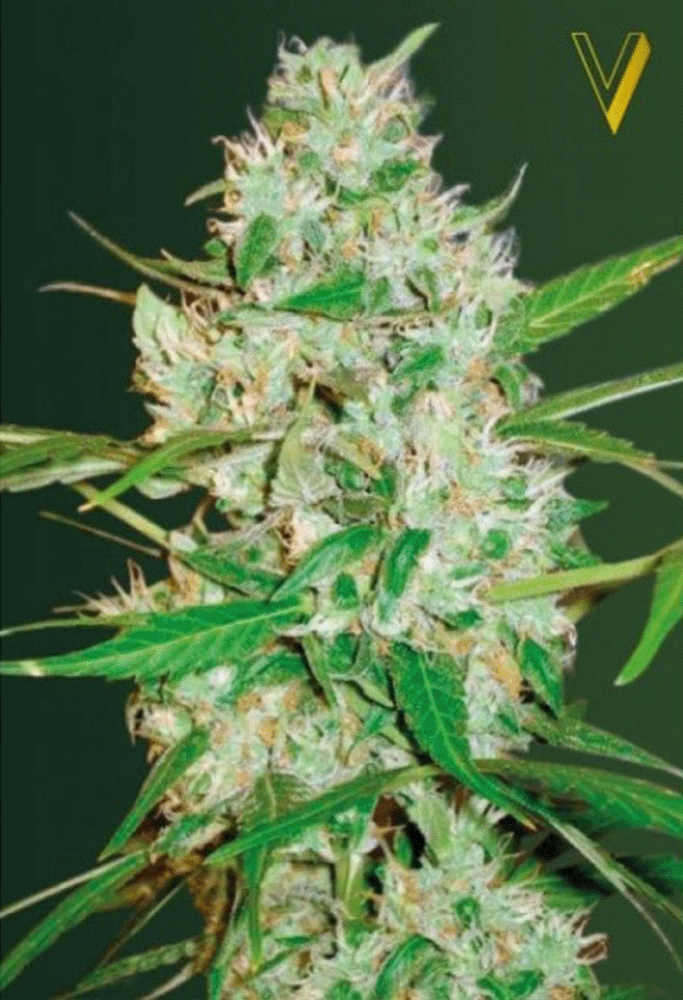 Red Russian XXL Automatic-3 Samen - Seeds24