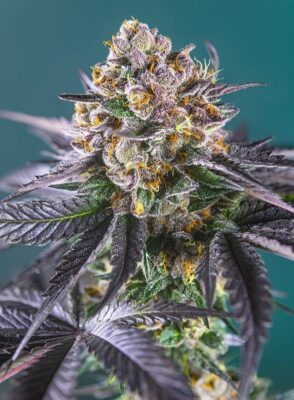 Red Strawberry Banana Auto-3 Samen - Seeds24