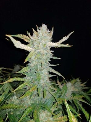 Rhino Ryder Auto-3 Samen - Seeds24