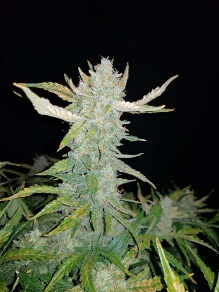 Rhino Ryder Auto-3 Samen - Seeds24