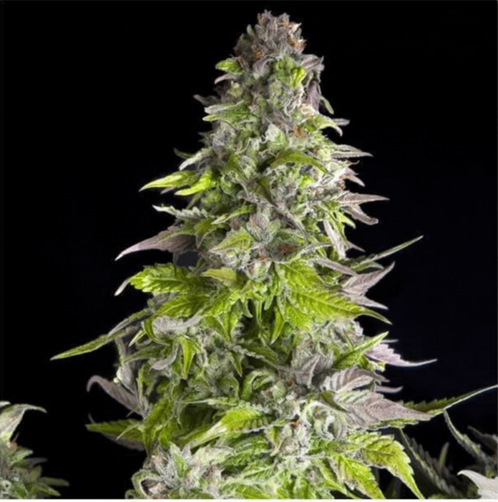 Romulan Feminisiert-3 Samen - Seeds24