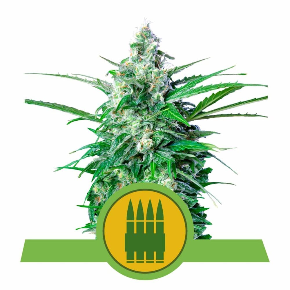 Royal AK Automatic-3 Samen - Seeds24