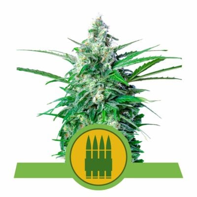 Royal AK Automatic-3 Samen - Seeds24