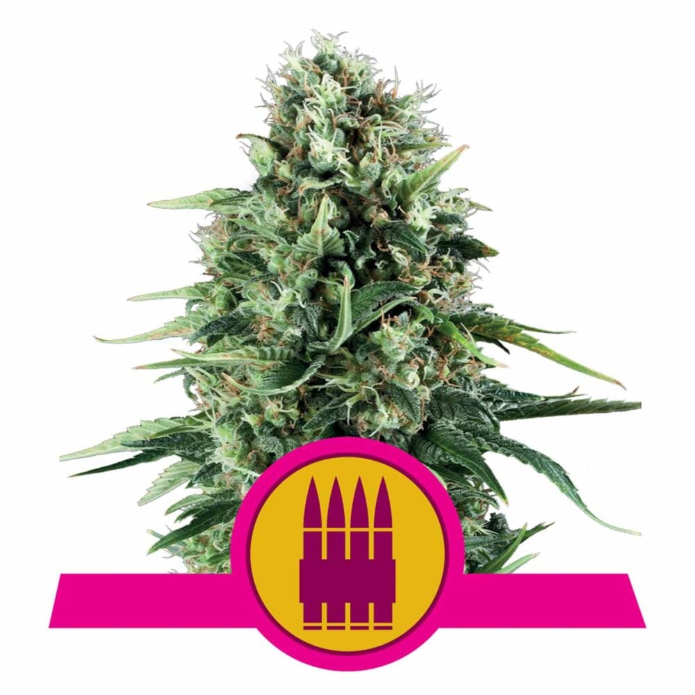 Royal AK Feminisiert-3 Samen - Seeds24