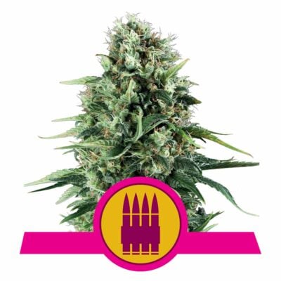 Royal AK Feminisiert-3 Samen - Seeds24