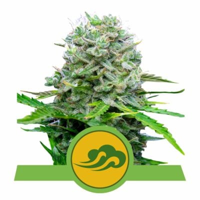 Royal Bluematic Automatic-3 Samen - Seeds24