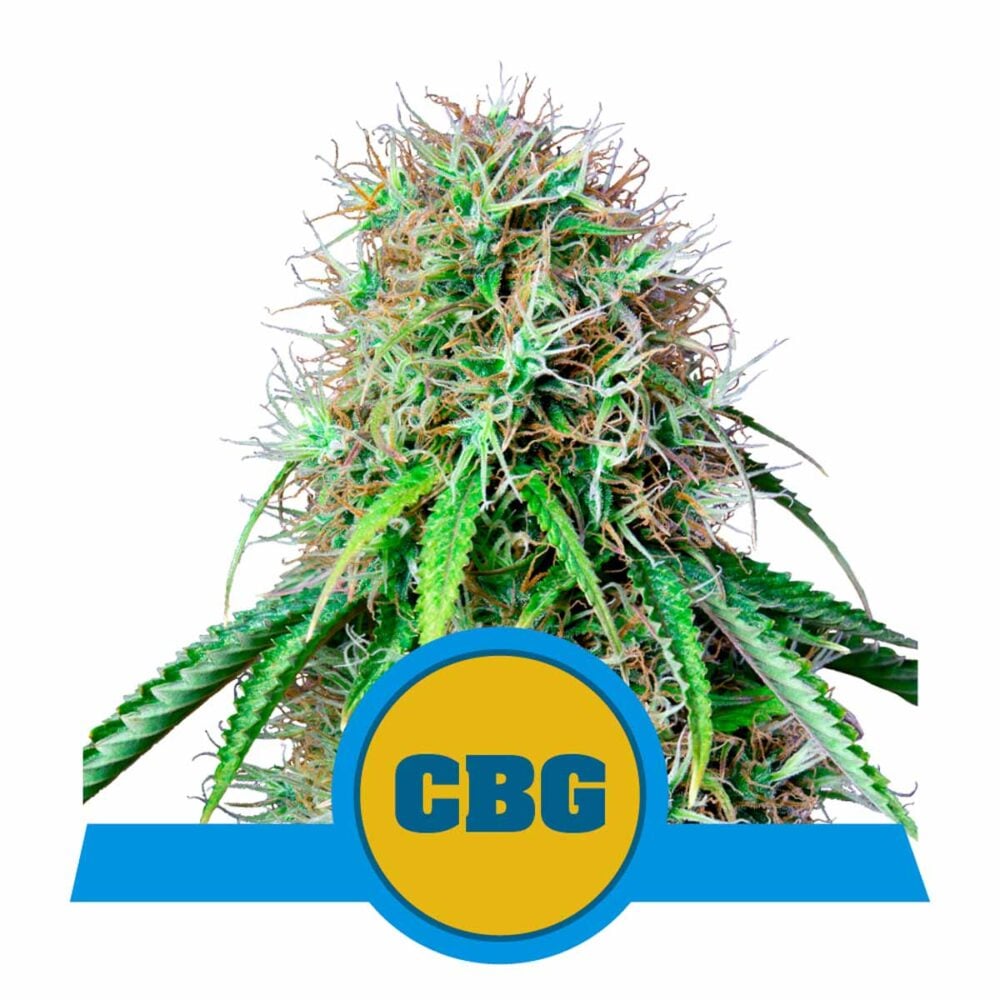 Royal CBG Automatic-3 Samen - Seeds24