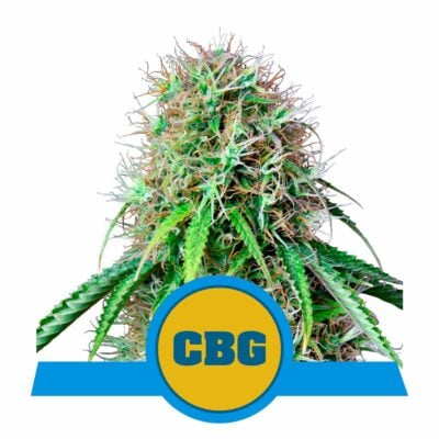 Royal CBG Automatic-3 Samen - Seeds24