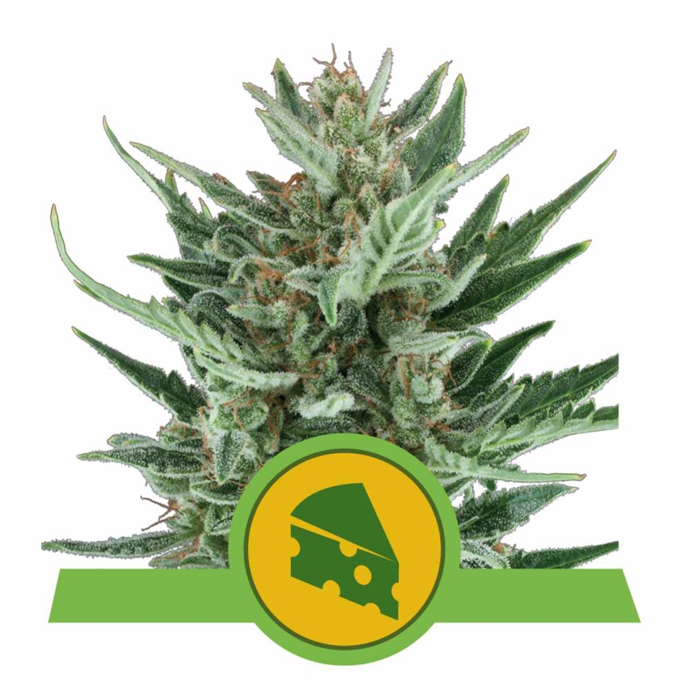 Royal Cheese Automatic-3 Samen - Seeds24