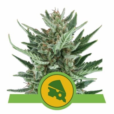 Royal Cheese Automatic-3 Samen - Seeds24