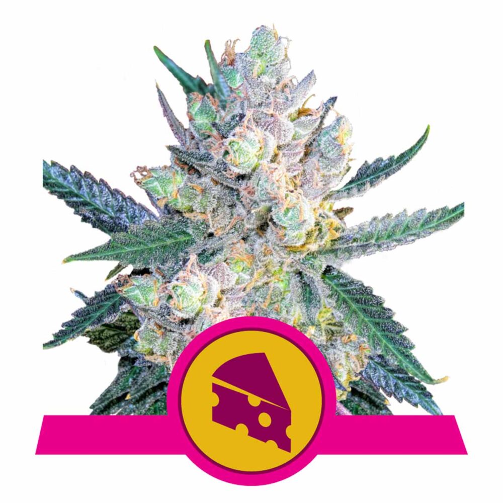 Royal Cheese FAST Version Feminisiert-3 Samen - Seeds24
