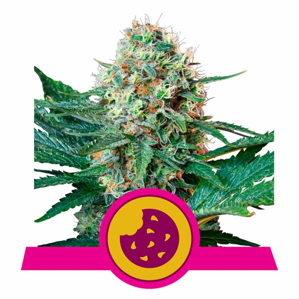 Royal Cookies Feminisiert-3 Samen - Seeds24
