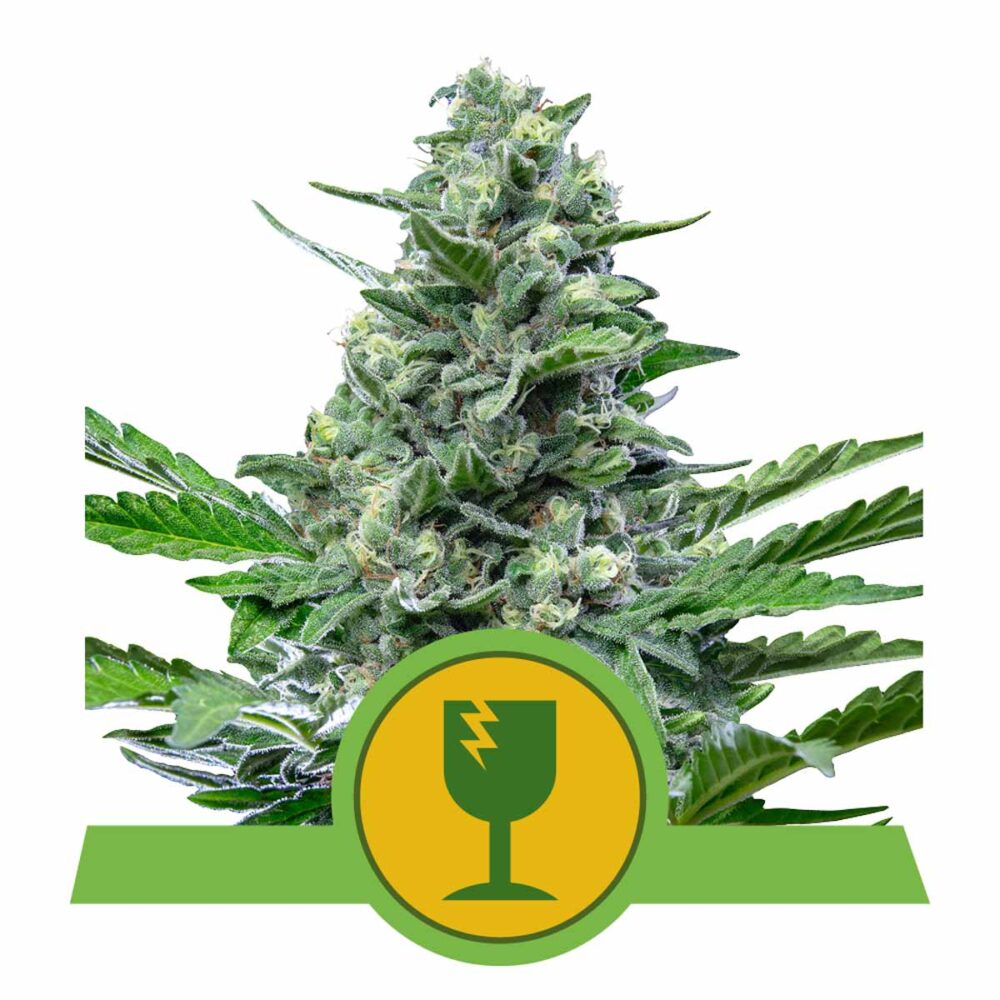 Royal Critical Automatic-3 Samen - Seeds24