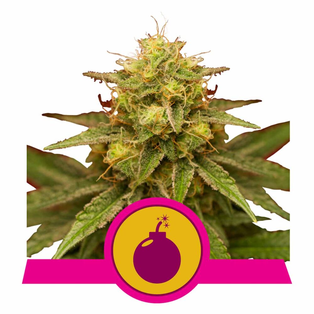 Royal Domina Feminisiert-3 Samen - Seeds24