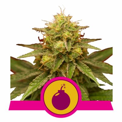 Royal Domina Feminisiert-3 Samen - Seeds24