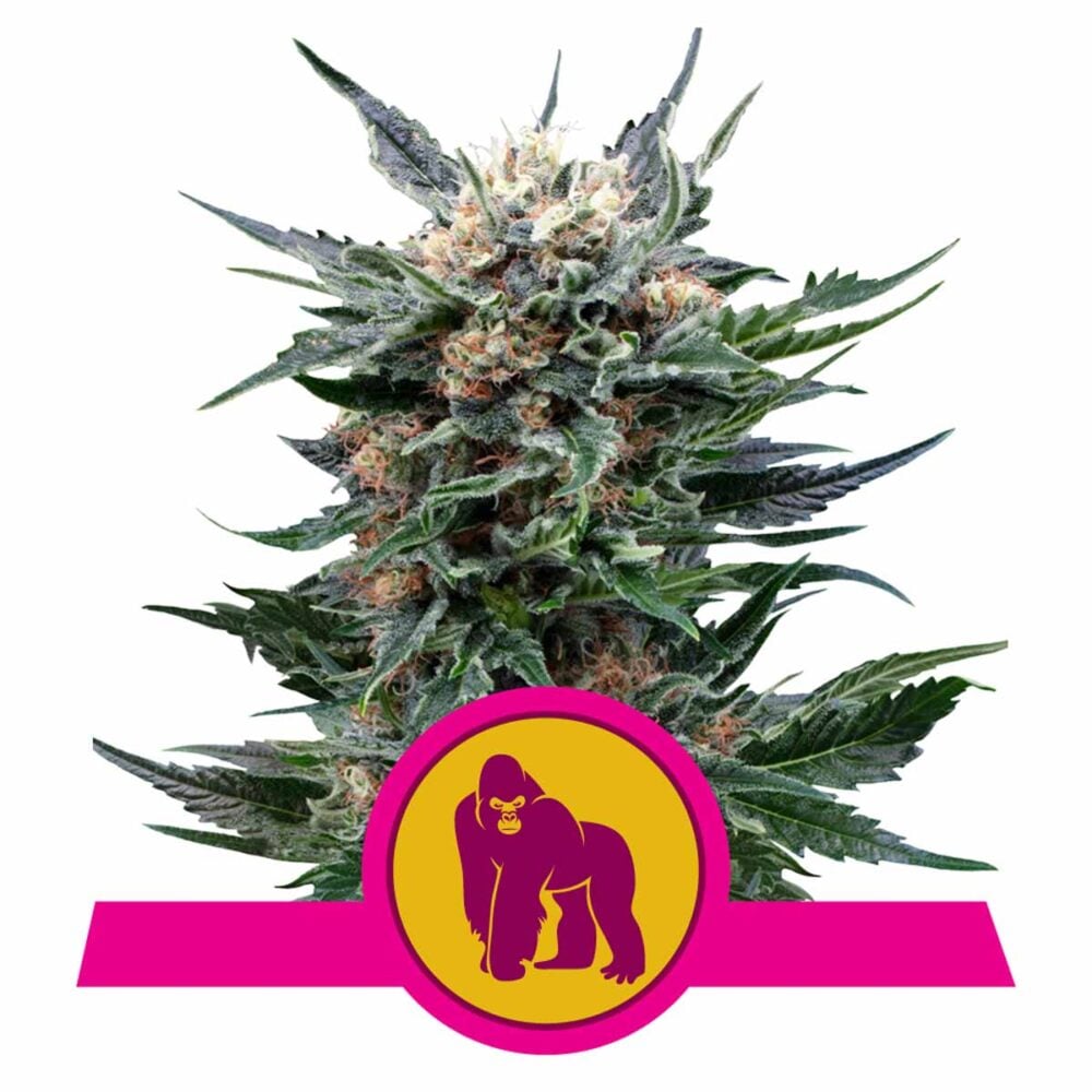 Royal Gorilla Feminisiert-3 Samen - Seeds24