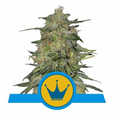Royal Highness CBD Feminisiert-3 Samen - Seeds24