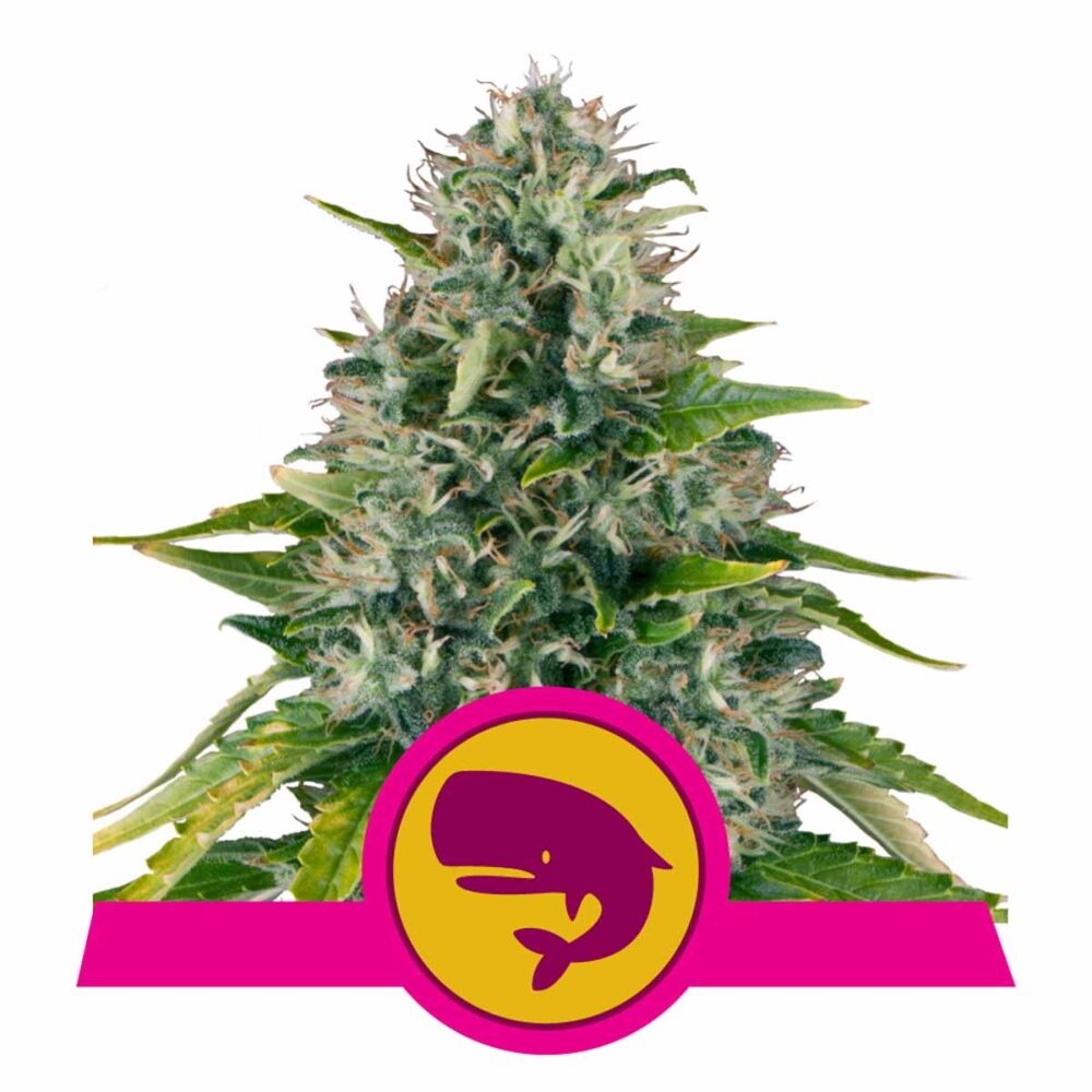 Royal Moby Feminisiert-3 Samen - Seeds24