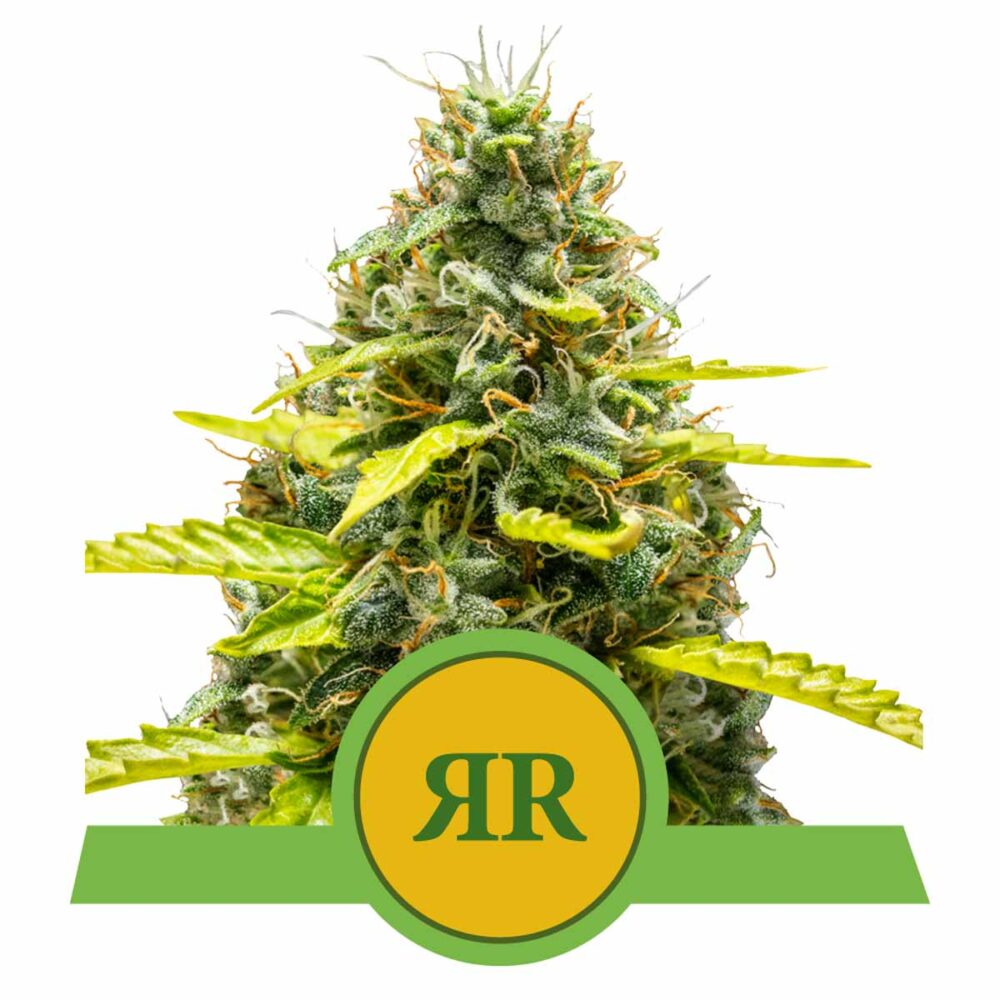 Royal Runtz Automatic-3 Samen - Seeds24