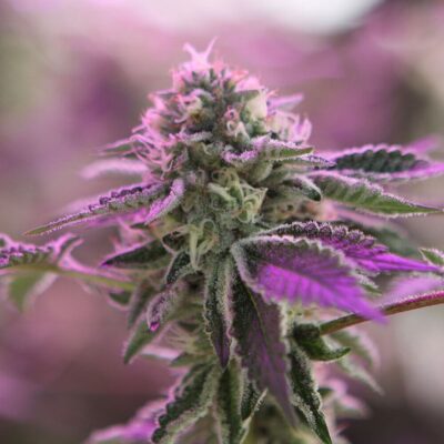 RS11 x Banana OG Feminisiert-3 Samen - Seeds24