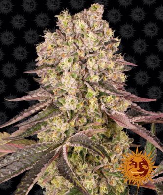 Runtz Muffin Feminisiert-3 Samen - Seeds24